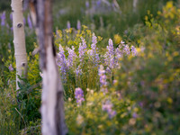 _DSC5020