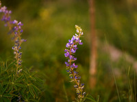 _DSC5040