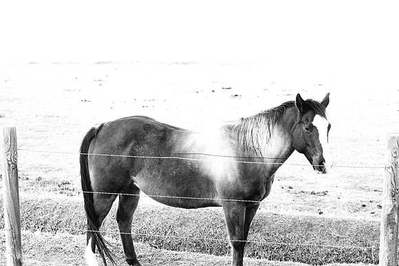 Lynch Famiy 0059