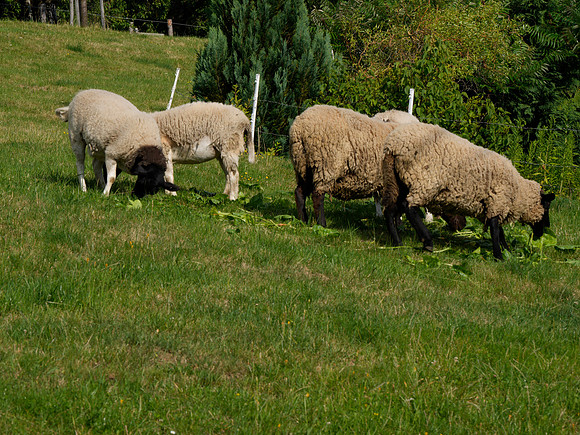 Czech Trip_0299
