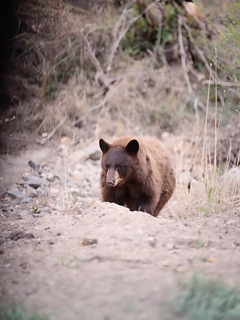 Bear 1