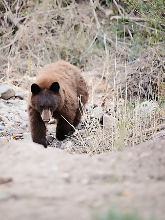 Bear 2